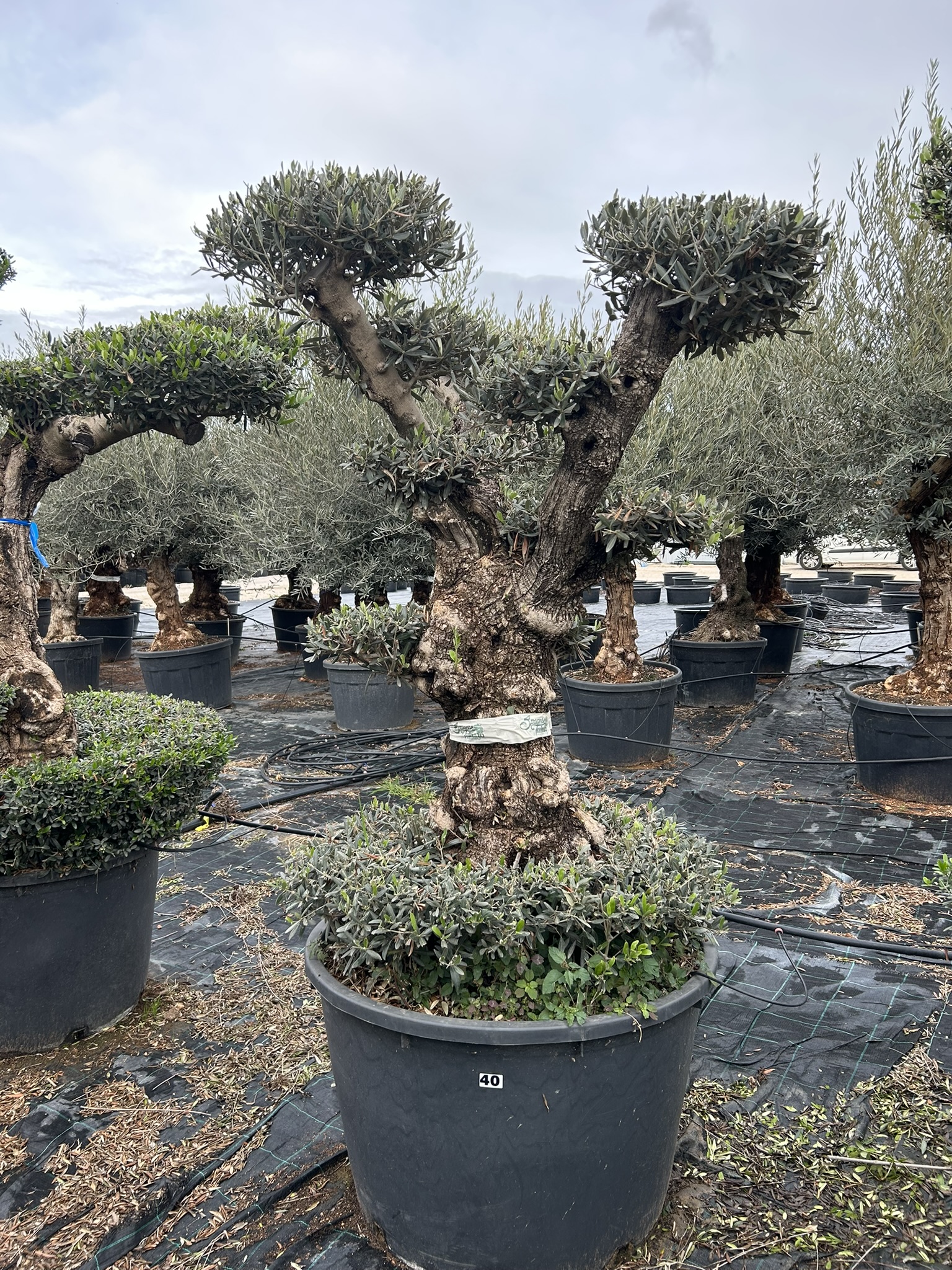 Olea europea Lechin plato